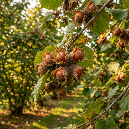 European Hazelnut Tree Seeds - Hardy Nut Tree Seeds for Orchards, Landscapes & Outdoor Garden Planting