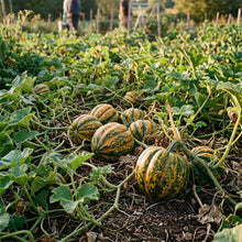 Winter Squash Heart of Gold Seeds – Winter Squash Seeds for Home Garden