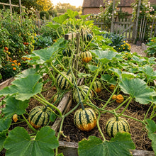 Winter Squash Heart of Gold Seeds – Winter Squash Seeds for Home Garden