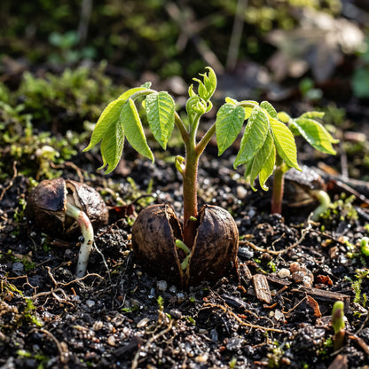 Heartnut Tree (Juglans ailantifolia var. cordiformis) Seeds for Planting