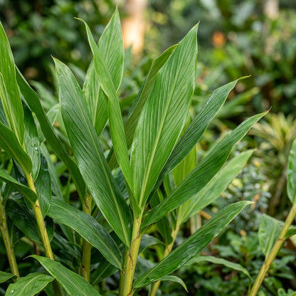 Hedychium densiflorum Assam Orange Seeds for Planting