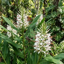Paradisea lusitanica Flower Seeds for Planting