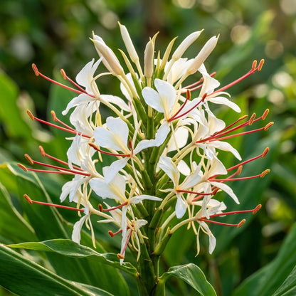 Hedychium stenopetalum (Ginger Lily) Seeds for Planting