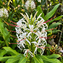 Hedychium stenopetalum (Ginger Lily) Seeds for Planting