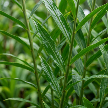 Paradisea lusitanica Flower Seeds for Planting