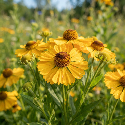 Helenium hoopesii Flower Seeds for Planting