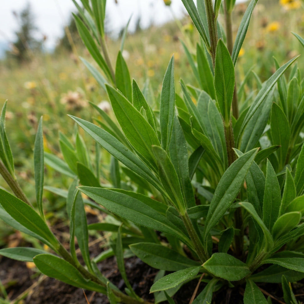 Helenium hoopesii Flower Seeds for Planting