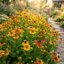 Helenium Autumn Lollipop Flower Seeds for Planting