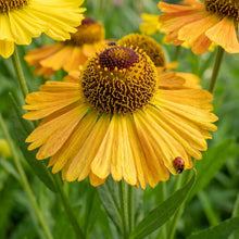 Helenium puberulum Flower Seeds for Planting