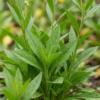 Helenium puberulum Flower Seeds for Planting