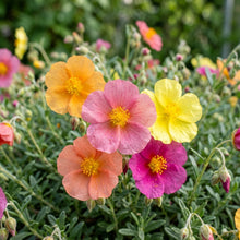 Helianthemum Crown Mix Flower Seeds for Planting