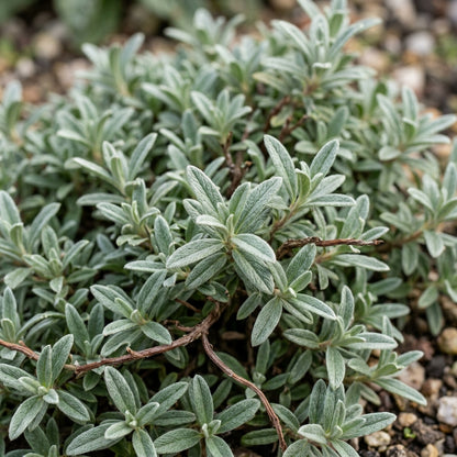 Helianthemum Crown Mix Flower Seeds for Planting