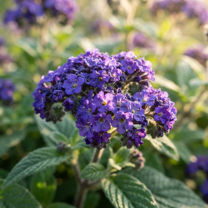 Heliotrope Marine Flower Seeds for Planting