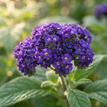 Heliotrope Marine Flower Seeds for Planting