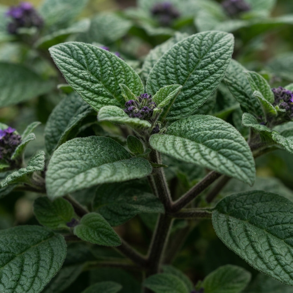 Heliotrope Marine Flower Seeds for Planting
