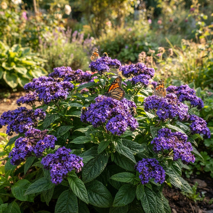 Heliotrope Marine Flower Seeds for Planting