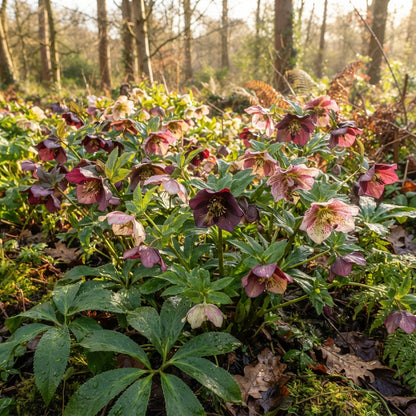 Helleborus Flower Seeds for Planting
