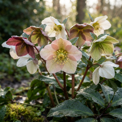 Helleborus Flower Seeds for Planting