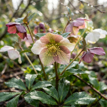 Helleborus Flower Seeds for Planting