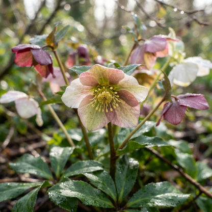 Helleborus Flower Seeds for Planting
