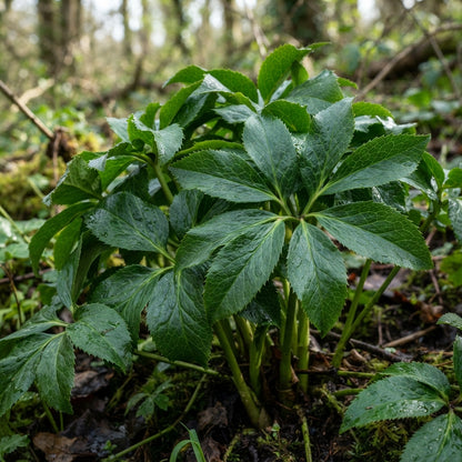Helleborus Flower Seeds for Planting