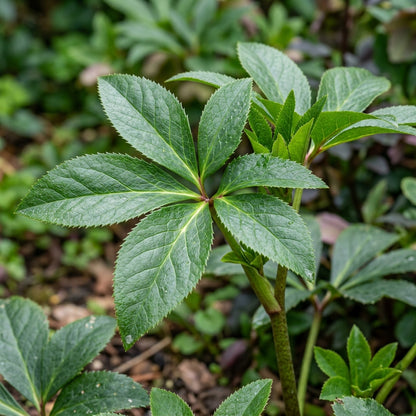 Light Green Hellebore Seeds - Hellebore Flower Seeds for Garden