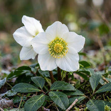 Christmas Rose Seeds - Helleborus Niger Flower Seeds for Garden