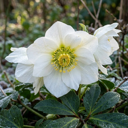 Christmas Rose Seeds - Helleborus Niger Flower Seeds for Garden