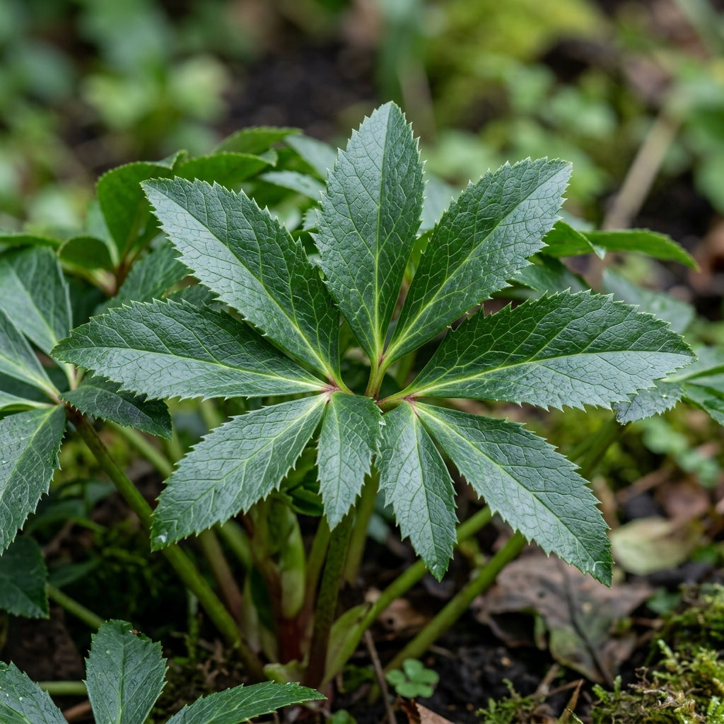 Christmas Rose Seeds - Helleborus Niger Flower Seeds for Garden