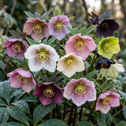 Helleborus Orientalis Seeds - Hellebore Flower Seeds for Garden
