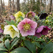 Helleborus Orientalis Seeds - Hellebore Flower Seeds for Garden