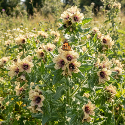 Black Henbane Flower Seeds for Planting