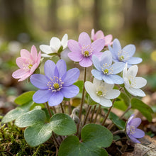 Hepatica Nobilis Flower Seeds for Garden Planting