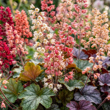 Heuchera Bressingham Hybrids Flower Seeds for Planting