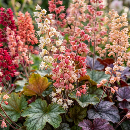 Heuchera Bressingham Hybrids Flower Seeds for Planting