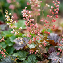 Heuchera Bressingham Hybrids Flower Seeds for Planting