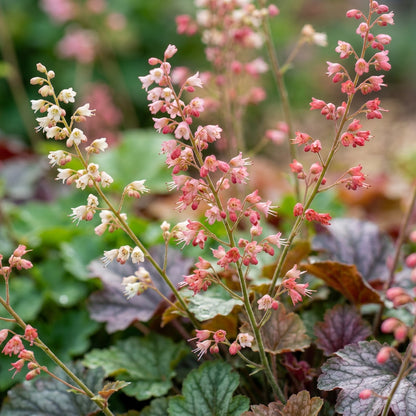 Heuchera Bressingham Hybrids Flower Seeds for Planting