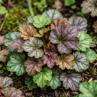 Heuchera Bressingham Hybrids Flower Seeds for Planting