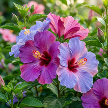 Blue Pink and Purple Hibiscus Seeds for Planting
