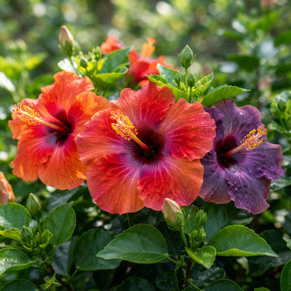 Red Orange and Purple Hibiscus Seeds for Planting