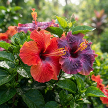 Red Orange and Purple Hibiscus Seeds for Planting