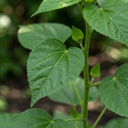Nema Giant Hibiscus Flower Seeds for Planting