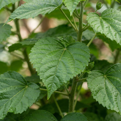 Dinnerplate Hibiscus Flower Seeds