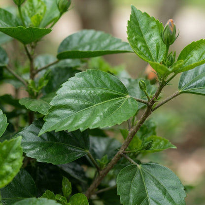 Orange Blue Hibiscus Seeds for Planting