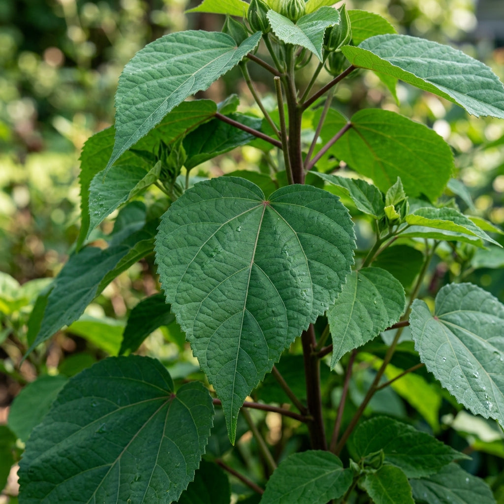 Giant Dinnerplate Hibiscus Flower Seeds for Planting