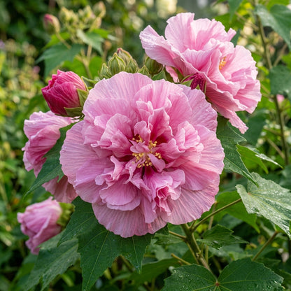 Hibiscus Mutabilis Double Pink Flower Seeds for Planting