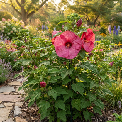 Dinnerplate Hibiscus Flower Seeds