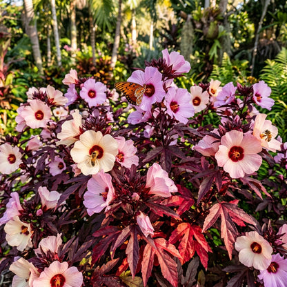 Cranberry Hibiscus Seeds - Hibiscus Flower Seeds for Garden
