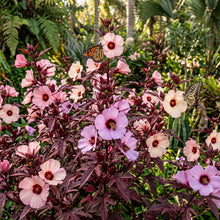 Cranberry Hibiscus Seeds - Hibiscus Flower Seeds for Garden