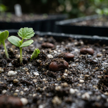 Orange Blue Hibiscus Seeds for Planting